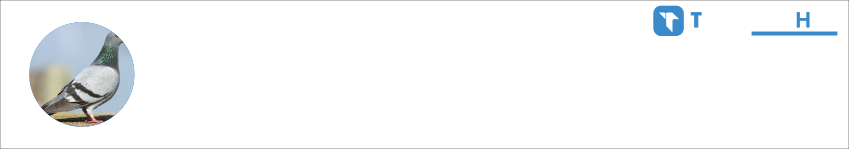 Голубь Activity Banner